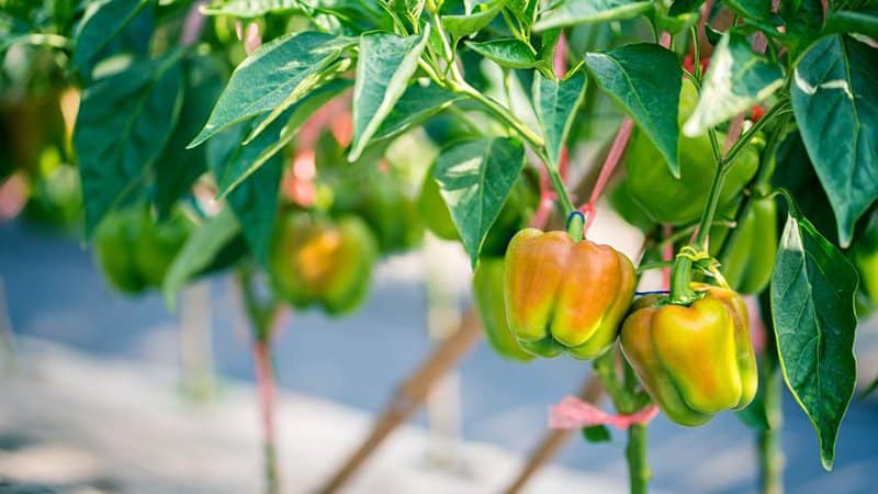 Bell peppers provide the basil with shade while keeping the soil moist; the basil in turn enhances the bell pepper's flavor