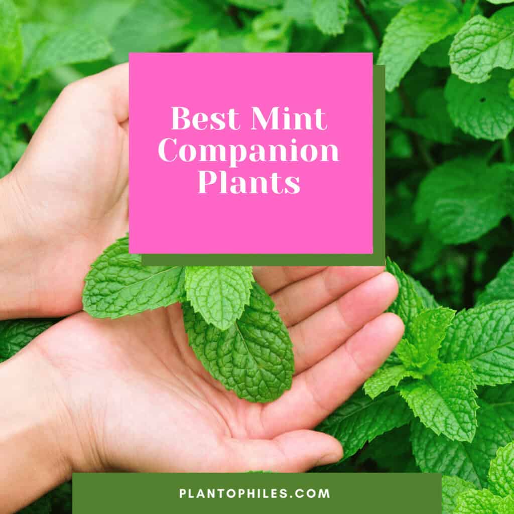 Best Mint Companion Plants