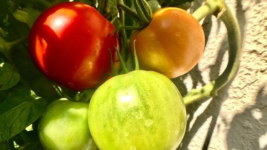 20 Best Indeterminate Tomato Varieties 19