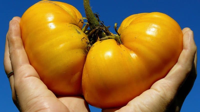 20 Best Indeterminate Tomato Varieties 16