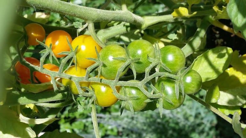 20 Best Indeterminate Tomato Varieties 8