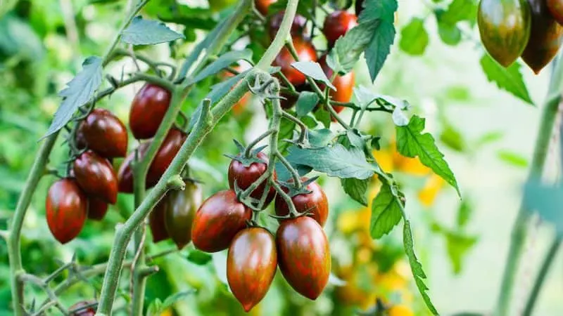 20 Best Indeterminate Tomato Varieties 24