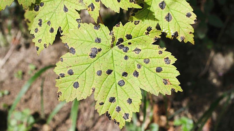 Black spots on the maple tree leaves are not plant galls but an infection called tar spot