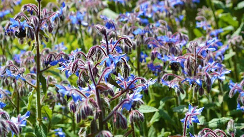 Borage not only attracts pollinators as a companion plant, but it also helps repel leaf-boring pests that eat the basil