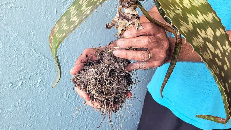 Brittle roots in an aloe vera plant is a sure sign that is is suffering from major dehydration