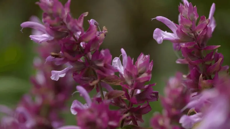 Canary Island Sage are large growing plants that display purple and magenta flowers