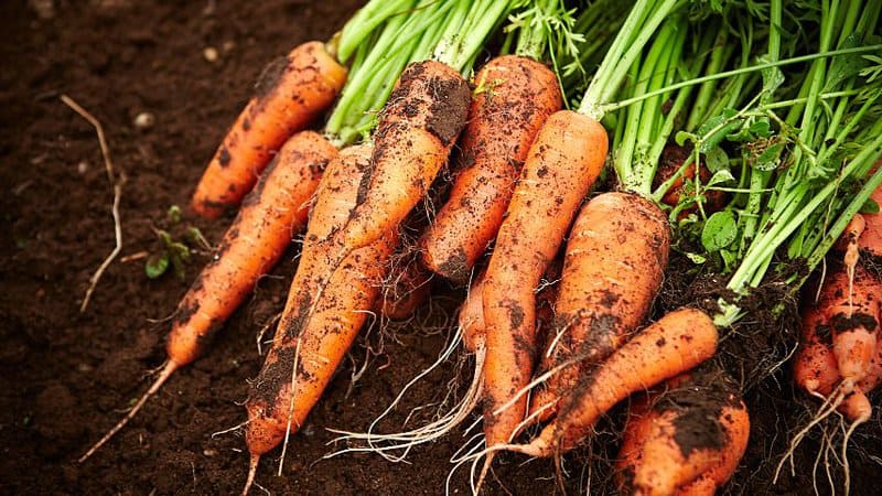 Carrots, as a root crop, help loosen the soil for the basil's roots while the latter enhances the flavor profile of the Dacus carota 