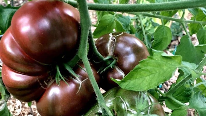 20 Best Indeterminate Tomato Varieties 9