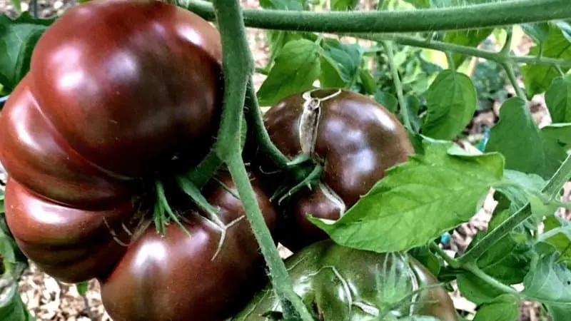 20 Best Indeterminate Tomato Varieties 22