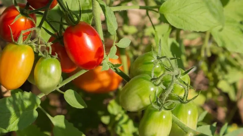 20 Best Indeterminate Tomato Varieties 17