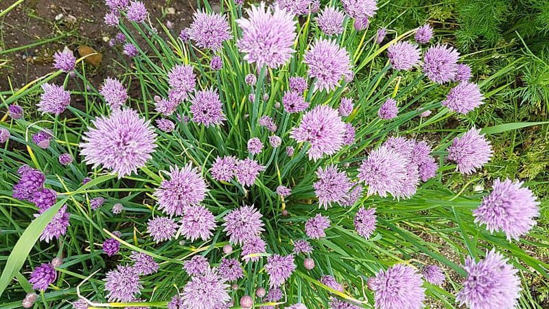 Chives, as a companion plant for basil, enhances the latter vegetable's essential oil content and flavor