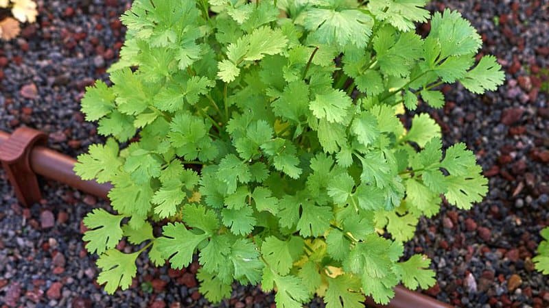 Cilantro is a helpful companion plant for basil as it releases stimulating oils that repels beetles, aphids, and whiteflies eating the basil's leaves