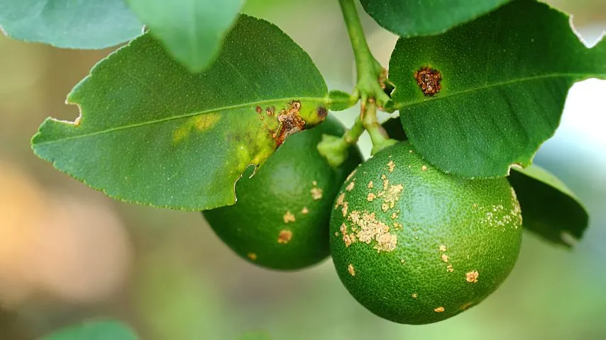 Citrus canker is one of the most dangerous bacterial disease that affects your lemon tree leaves