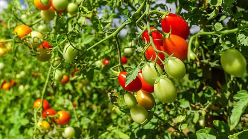 Compared to the indeterminate tomatoes, determinate or bush tomatoes has a shorter fruiting period