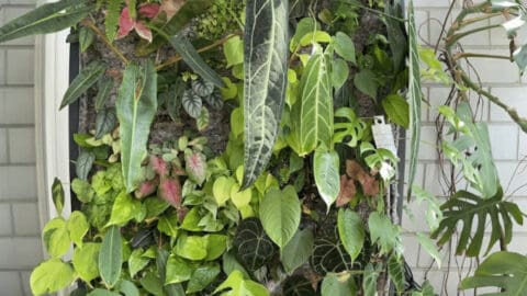 DIY Living Wall - How to Build A Living Wall