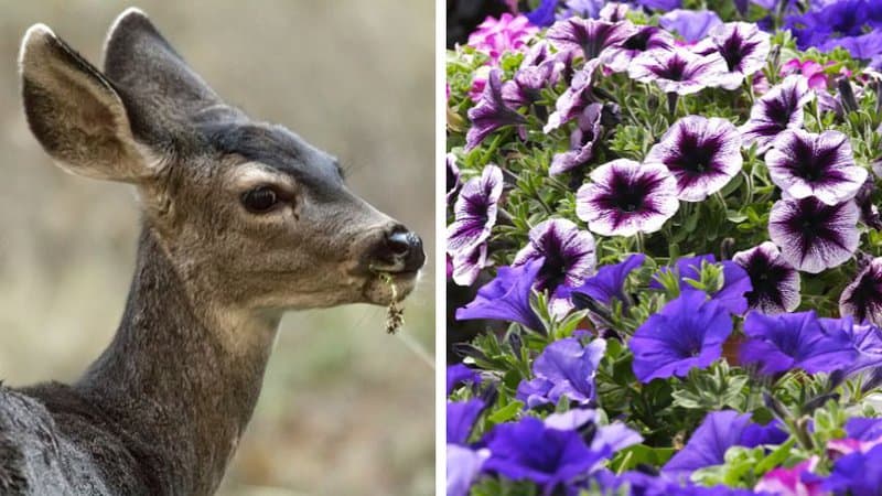 Do Deer Eat Petunias 8 Best Ways To Prevent It 