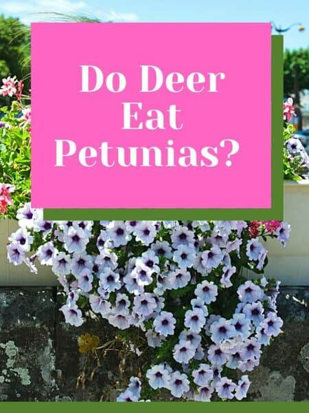 Do Deer Eat Petunias? 8 Best Ways To Prevent It 1