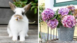 兔子吃绣球花吗?188金宝慱亚洲体育