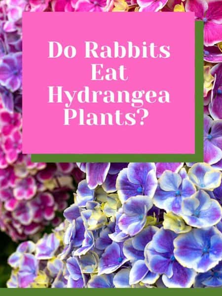 Do Rabbits Eat Hydrangea Plants?