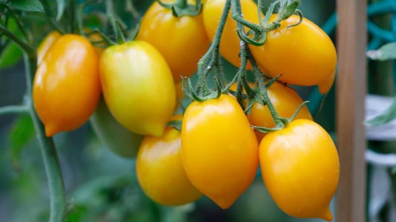 20 Best Indeterminate Tomato Varieties 18