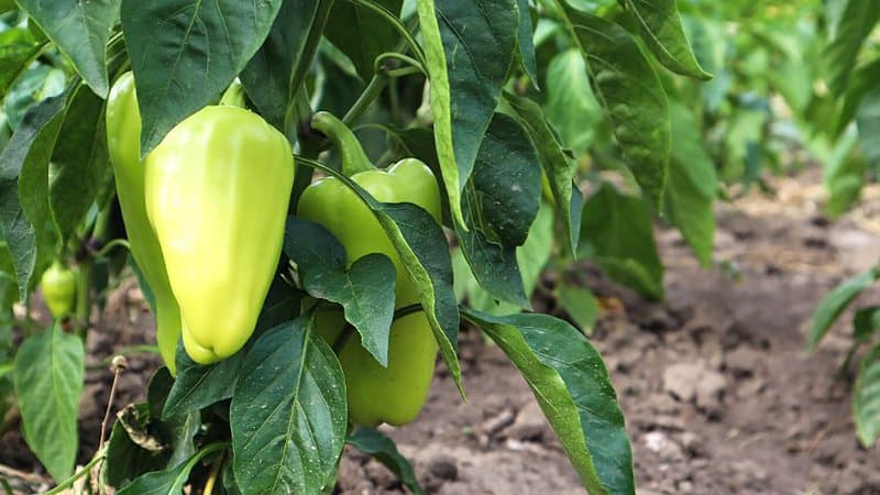 For you to harvest healthy bell peppers, make sure they receive the full sunlight they need