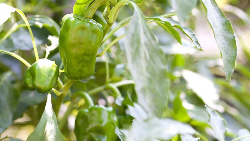 Fruiting is triggered once you harvest small green bell peppers at the end of July