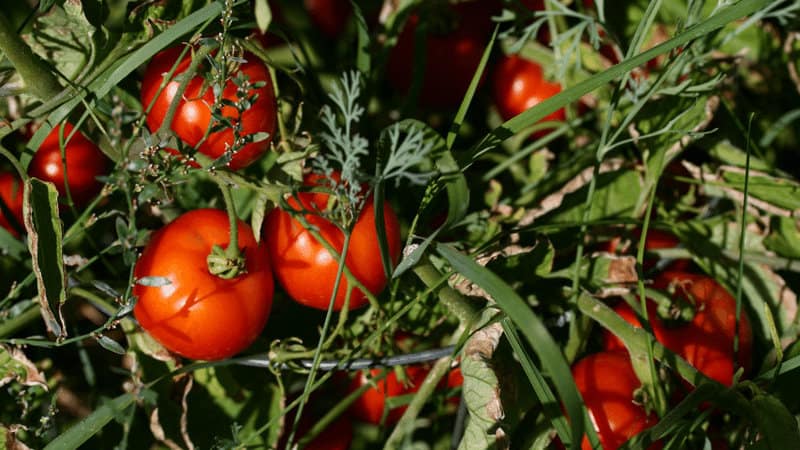 Heirloom tomatoes are the traditional tomatoes of Pennsylvania