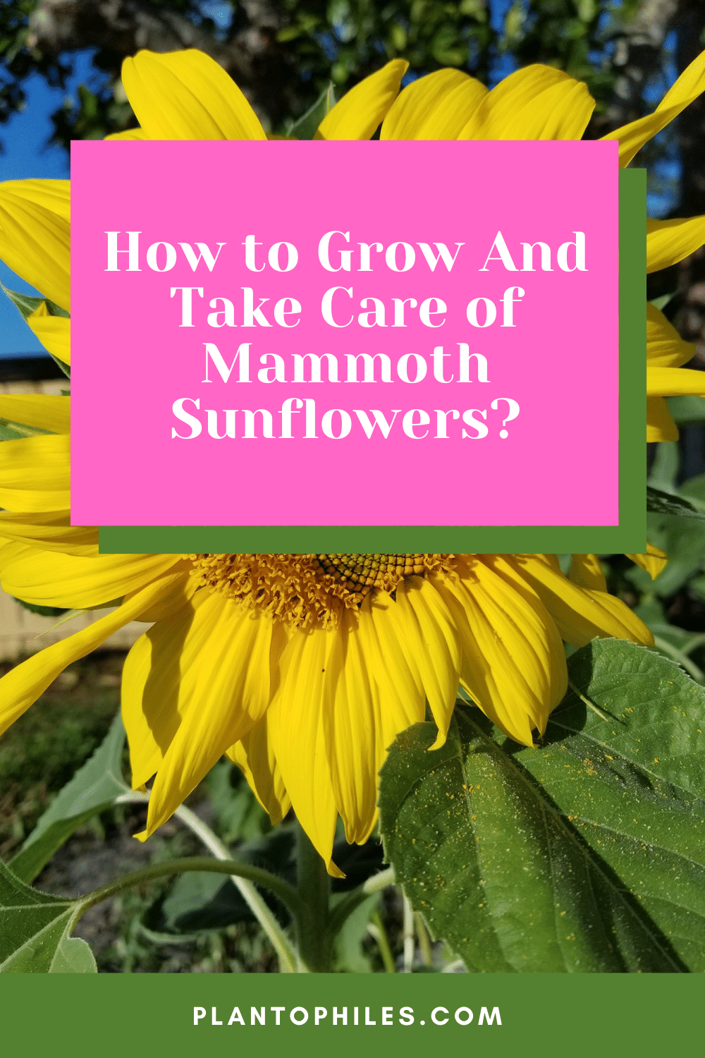 How to Grow And Take Care of Mammoth Sunflowers