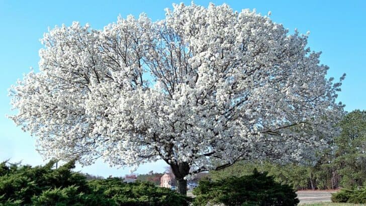How to Grow and Take Care of Dogwood Trees – Expert Planting