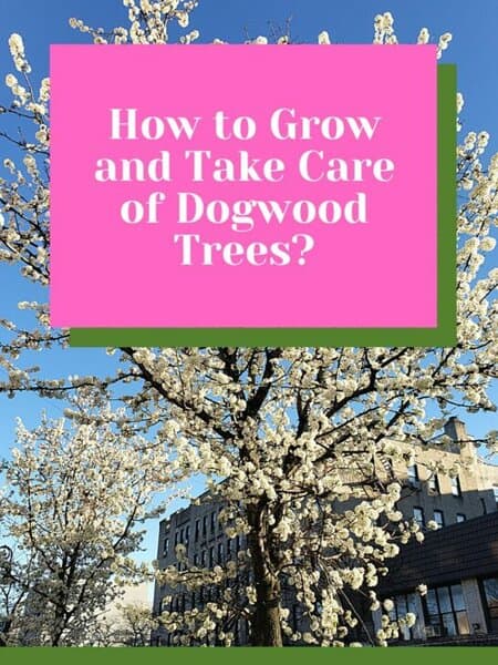 How to Grow and Take Care of Dogwood Trees? Expert Tips! 1