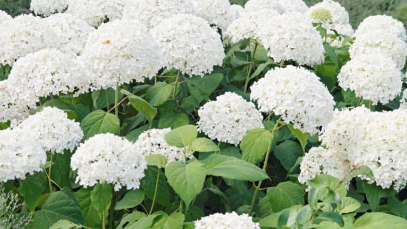 绣球花是观赏树木，有最美丽和有益的白色花朵之一