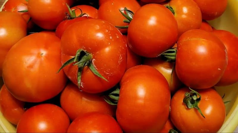 If you're looking for a determinate tomato that's resilient to the Tomato Wilt Virus, the Amelia tomato variety is what you should plant in your garden