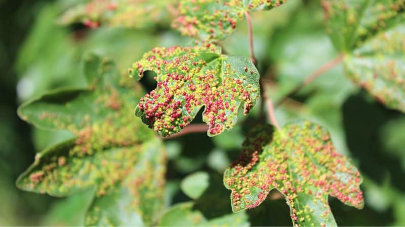 Initially, the galls appear yellow, then they turn pink, red, then eventually black as time passes
