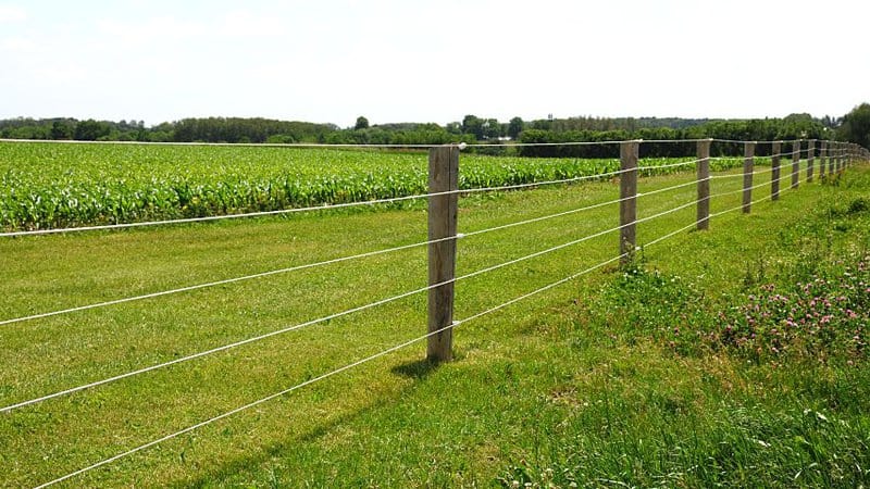 Installing fences like this electric fence can help prevent deer from eating your petunias