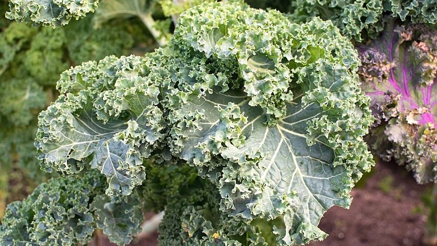 Kale is another vegetable that grows best with mint as a companion plant