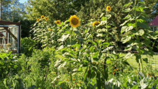 Mammoth Sunflowers