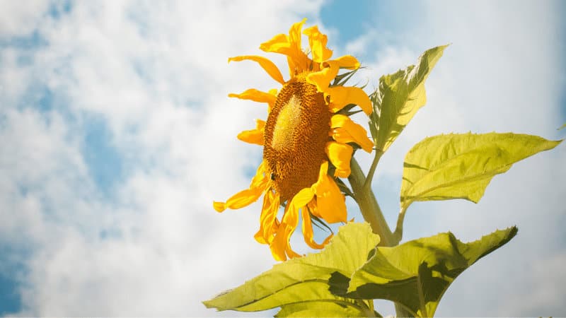 Mammoth sunflowers love sunlight, you will need to ensure that they are exposed to at least six hours of direct sunlight