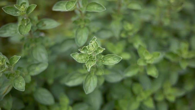 Marjoram, as a companion plant for basil, helps keep spider mites, white flies, and aphids away while enhancing the basil's flavors