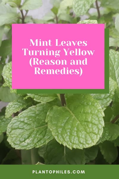 Mint Leaves Turning Yellow (Reason and Remedies)