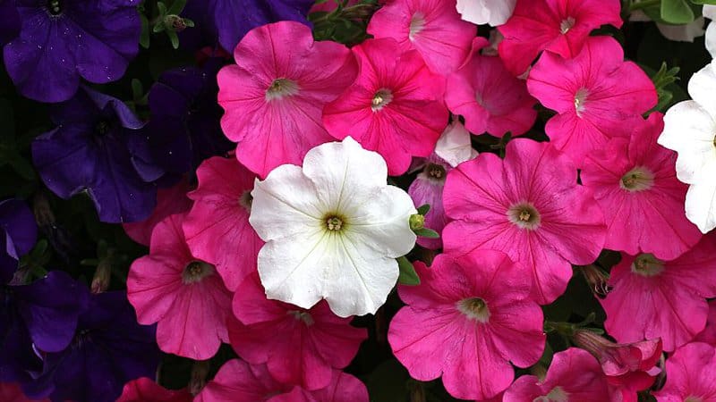 Not only do petunias attract pollinators, they also help repel harmful insects from the basil