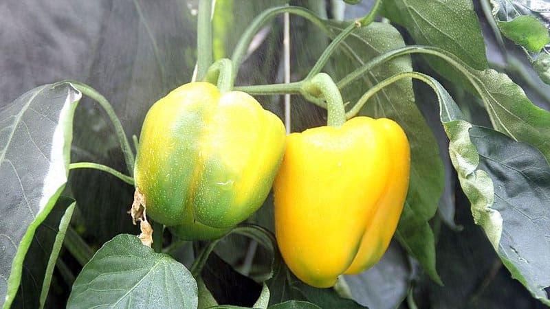 Once the yellow bell peppers are 4-5 inches in size, you can harvest them