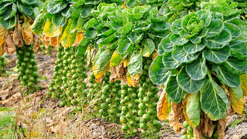 One of the best companion plants for mint is brussel sprouts