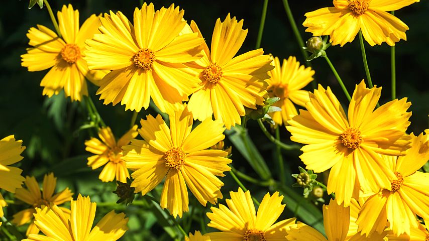 One of the best reasons that coreopsis is a good companion plant for sage is its ability to attract pollinators