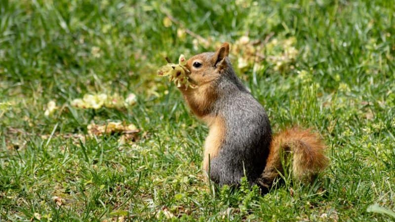 One of the most common animals that eat tulips are squirrels