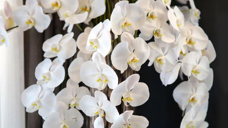 兰花是白色的花，令人惊叹，芳香，独特，属于植物王国的第二大家族