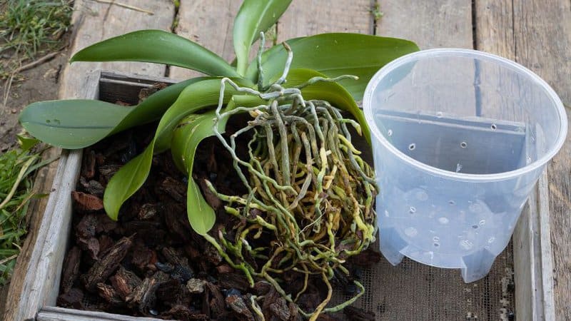 #1 Best Guide On How To Repot Orchids 3