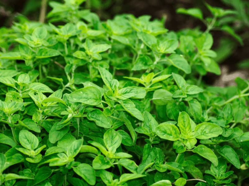 Oregano is a great companion plant for mint