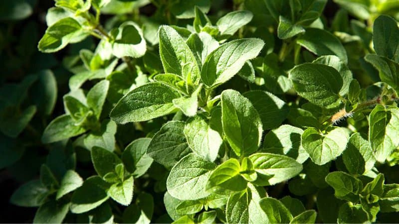 Oregano is another great companion plant for basil as it enhances the flavor, essential oil content,  and attracts pollinators