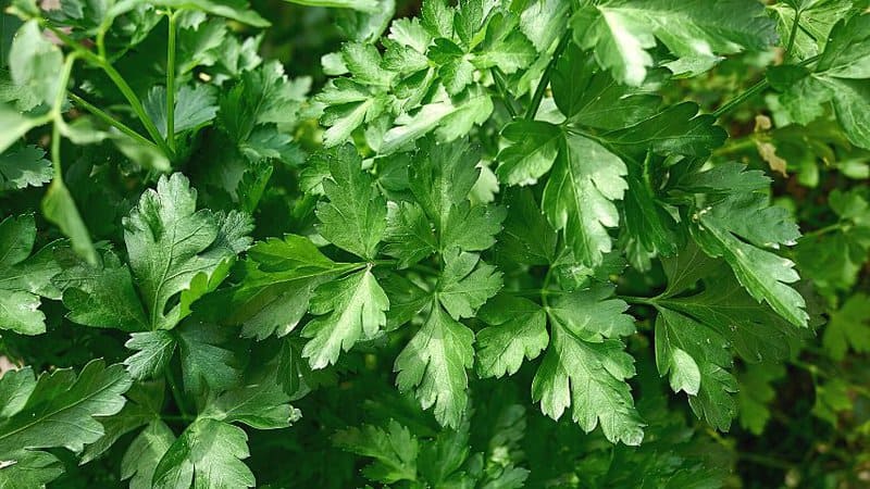 Parsley helps repel nematodes and beetles that prey on the leaves of the basil