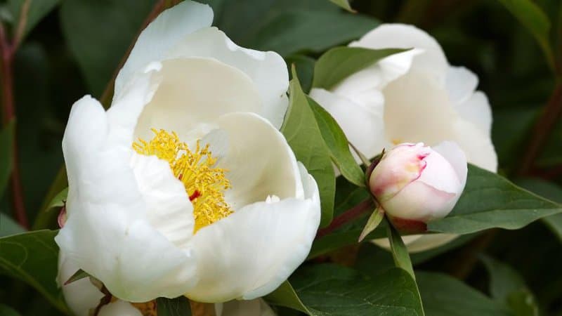 牡丹非常容易照顾，有甜美，愉快的气味和白色的花